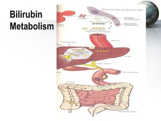 Bilirubin 
Metabolism 
 