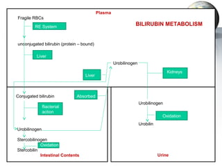 Plasma 
Fragile RBCs 
RE System 
unconjugated bilirubin (protein – bound) 
Liver 
Liver 
BILIRUBIN METABOLISM 
Kidneys 
Urobilinogen 
Conjugated bilirubin Absorbed 
Bacterial 
action 
Urobilinogen 
Stercobilinogen 
Stercobilin 
Oxidation 
Intestinal Contents 
Urobilinogen 
Urobilin 
Oxidation 
Urine 
 