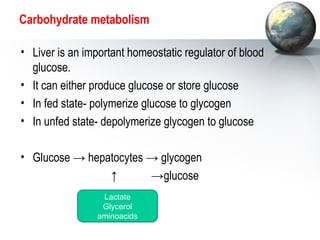 Carbohydrate metabolism 
• Liver is an important homeostatic regulator of blood 
glucose. 
• It can either produce glucose or store glucose 
• In fed state- polymerize glucose to glycogen 
• In unfed state- depolymerize glycogen to glucose 
• Glucose → hepatocytes → glycogen 
↑ →glucose 
L a c t a t e 
Glycerol 
aminoacids 
 