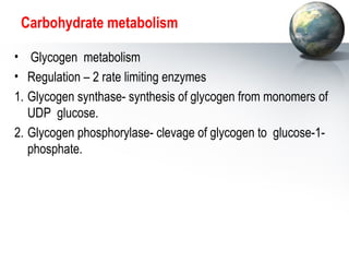 Carbohydrate metabolism 
• Glycogen metabolism 
• Regulation – 2 rate limiting enzymes 
1. Glycogen synthase- synthesis of glycogen from monomers of 
UDP glucose. 
2. Glycogen phosphorylase- clevage of glycogen to glucose-1- 
phosphate. 
 