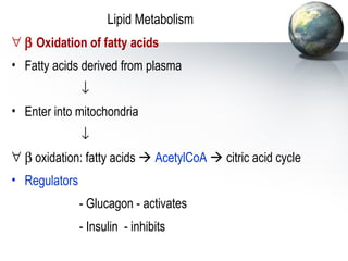 Lipid Metabolism 
 b Oxidation of fatty acids 
• Fatty acids derived from plasma 
¯ 
• Enter into mitochondria 
¯ 
 b oxidation: fatty acids  AcetylCoA  citric acid cycle 
• Regulators 
- Glucagon - activates 
- Insulin - inhibits 
 