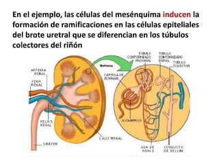 En el ejemplo, las células del mesénquima inducen la 
formación de ramificaciones en las células epiteliales 
del brote uretral que se diferencian en los túbulos 
colectores del riñón 
 