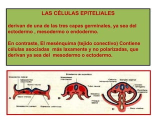 LAS CÉLULAS EPITELIALES 
derivan de una de las tres capas germinales, ya sea del 
ectodermo , mesodermo o endodermo. 
En contraste, El mesénquima (tejido conectivo) Contiene 
células asociadas más laxamente y no polarizadas, que 
derivan ya sea del mesodermo o ectodermo. 
 