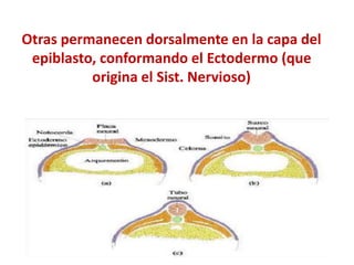 Otras permanecen dorsalmente en la capa del 
epiblasto, conformando el Ectodermo (que 
origina el Sist. Nervioso) 
 