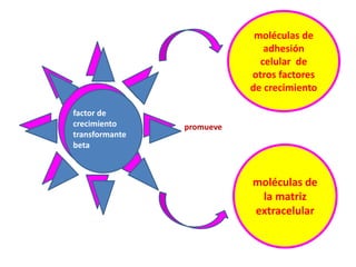factor de 
crecimiento 
transformante 
beta 
promueve 
moléculas de 
adhesión 
celular de 
otros factores 
de crecimiento 
moléculas de 
la matriz 
extracelular 
 
