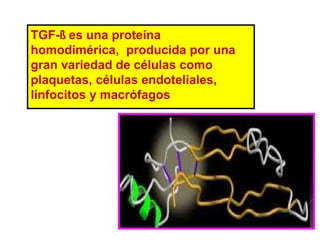 TGF-ß es una proteína 
homodimérica, producida por una 
gran variedad de células como 
plaquetas, células endoteliales, 
linfocitos y macrófagos 
 