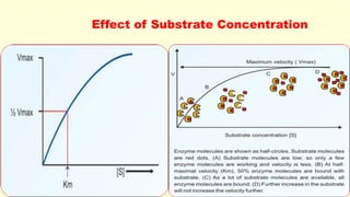 Effect of Substrate Concentration 
 