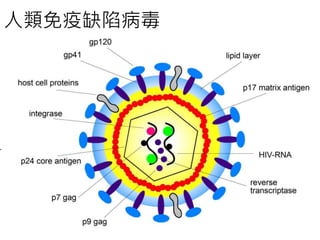 人類免疫缺陷病毒 
 