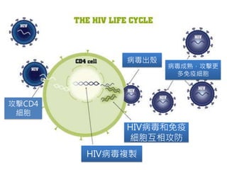 攻擊CD4 
細胞 
病毒出殼 
HIV病毒和免疫 
細胞互相攻防 
HIV病毒複製 
病毒成熟，攻擊更 
多免疫細胞 
 