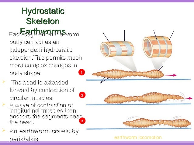 earthworm locomotion diagram biology form 5 chapter 2 locomotion support 2 1 part 3 earthworm locomotion diagram biology form 5 chapter 2 locomotion support 2 1 part 3