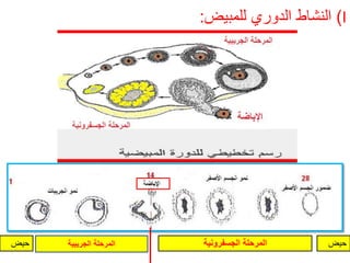 النشاط الدوري للمبيض: )I 
حيض المرحلة الجسفرونية المرحلة الجريبية حيض 
 