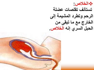 الخلاص:  
تستأنف تقلصات عضلة 
الرحم وتطرد المشيمة إلى 
الخارج مع ما تبقى من 
الحبل السري إنه الخلاص. 
 