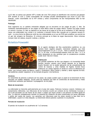  CENTRO BACHILLERATO TECNOLÓGICO INDUSTRIAL Y DE SERVICIOS No. 128
111 de enerode 2014
La R. felis se piensa que generar ATP a través del ciclo TCA porque se identificaron dos enzimas que generan
ATP durante el ciclo y cuatro subunidades del complejo piruvato deshidrogenasa que iniciar el ciclo TCA.
Además, cuatro subunidades de la ATP sintasa y varios componentes de dos transportadores ABC se han
identificado.
Patología
Este organismo es un parásito intracelular obligado que se encuentra en las pulgas de gato, C. felis. Se
mantenido transováricamente en las pulgas no tiene efecto sobre las pulgas infecta. Cuando una pulga muerde
un animal o humano, R. felis se deposita en las heces de la pulga en el sitio de la mordedura. R. felis infección
causa una enfermedad muy similar a (y confunde a menudo) murino tifus causado por su pariente cercano R.
typhi . La única forma de diferenciar entre las dos enfermedades es el uso de PCR para amplificar una porción de
un gen del antígeno de Rickettsia. El síntoma principal es la fiebre de origen desconocido. Otros síntomas
incluyen dolor de cabeza, erupción cutánea, y vómitos.
Rickettsia Prowasekii
Es el agente etiológico del tifus exantemático epidémico es una
bacteria Gram negativa pequeña, intracelular obligada, que mide
aproximadamente 0,4 µm x 1,5 µm., Tiene un periodo de incubación
de 2 a 30 días, la sintomatología aparece entre los días 1 a 3, la
fiebre desaparece en dos semanas pero la convalecencia completa
puede durar más de 3 meses.
Distribución
Las grandes epidemias de tifus que plagaron a la humanidad desde
tiempos remotos cesaron poco tiempo después de la Segunda
Guerra Mundial con la amplia aplicación de las procedimientos de
control de insectos y otras medidas de higiene. Existen focos
endémicos en ciertas regiones en donde es común la infestación por
piojos, que incluyen partes de México, Centro y Suramérica, África central y oriental y varias regiones de Asia.
Las epidemias pueden reaparecer en los tiempos de guerra o de hambruna.
Vectores
Es transmitida de persona a persona por los piojos; las pulgas pueden jugar un papel en la transmisión de tifus
asociado con ardillas voladoras. Ocurre entre los individuos que viven en condiciones de hacinamiento y malas
condiciones sanitarias que favorecen la propagación de los piojos.
Modo de transmisión
La enfermedad se transmite particularmente por el piojo del cuerpo, Pediculus humanus corporis. Individuos con
saneamientos deficientes; Las infecciones de los humanos ocurren por contacto de las membranas mucosas o
de la piel escoriada con las heces de los piojos o pulgas que hayan picado a una persona con fiebre aguda de
tifus. La infección probablemente también se presenta por inhalación de polvo contaminado con heces infectadas
o partes del cuerpo del insecto. Los pacientes son infecciosos para los piojos durante la fase febril de la
enfermedad y quizá 2 a 3 días después. La transmisión directa persona a persona no se presenta.
Periodo de incubación
El periodo de incubación es usualmente de 1 a 2 semanas.
 