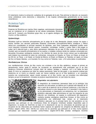  CENTRO BACHILLERATO TECNOLÓGICO INDUSTRIAL Y DE SERVICIOS No. 128
141 de enerode 2014
El tratamiento implica la extracción cuidadosa de la garrapata de la piel. Para eliminar la infección, es necesario
tomar antibióticos como doxiciclina o tetraciclina. A las mujeres embarazadas generalmente se les receta
cloramfenicol.
Rickettsia Typhi
Microbiología
Especies de Rickettsia son bacilos Gram negativos, estrictamente intracelular
que se multiplican en el citoplasma de las células endoteliales. Rickettsia
typhi (ex R. mooseri), una Rickettsia grupo tifus, es el agente etiológico de
murino o el tifus endémico.
Epidemiologia
Rickettsia typhi se transmite principalmente por la pulga de la rata, Xenopsylla cheopis, aunque los piojos y
ácaros también son vectores potenciales. Roedores comensales (principalmente Rattus norvegicus y Rattus
rattus) son considerados el principal reservorio de bacterias, pero otros huéspedes vertebrados pueden servir
como reservorio incluyendo ratones caseros, musarañas, comadrejas, zorrillos, y gatos. Rata y rata pulgas no
sufren de R. infección typhi, y este último permanecen infectados de por vida. El tifus murino es de distribución
mundial, pero se presenta principalmente en los puertos y ciudades costeras donde los roedores comensales son
frecuentes. Encuestas serológicas recientes y los informes de casos de tifus murino indican que la enfermedad
está todavía muy extendido en todos los continentes, incluyendo en España, en Túnez, en Chipre, en Israel, en
los EE.UU. en Texas y en Hawái, en Ciudad de México, en Brasil, en Malasia, en Tailandia, en Japón, en Corea
del Sur, en Nueva Zelanda, y en Australia. Es muy común en Tailandia, Laos y Sri Lanka (datos no publicados)
Manifestaciones Clínicas
Las manifestaciones clínicas de tifus murino son similares a los de tifus epidémico, aunque el primero es
generalmente menos grave. El período de incubación es generalmente más prolongado que el de tifus
epidémico. Síntomas prodrómicos incluyen dolor de cabeza, artralgia y malestar, con o sin fiebre de bajo
grado. El inicio se caracteriza por dolor de cabeza persistente, fiebre de alto grado, y una erupción cutánea que
predomina en el tronco. La erupción suele ser menos evidente que en el tifus epidémico, y en ocasiones
ausente. Las complicaciones siguen siendo escasas en el tifus murino, que se considera una enfermedad
benigna ya que la recuperación completa se produce espontáneamente en casi todos los casos.
Diagnóstico de Laboratorio
El diagnóstico de rickettsiosis permanece basa en la serología. Una
respuesta de anticuerpos se detecta por lo general sólo después de 10
días a partir de la aparición de los síntomas sistémicos, y los títulos de
anticuerpos alcanza un pico después de 3 a 4 semanas o más tarde si
se ha administrado un tratamiento con antibióticos. Así, un tratamiento
antibiótico adecuado debe administrarse en caso de sospecha de una
infección por rickettsias, sin esperar la confirmación del diagnóstico
mediante pruebas serológicas específicas. Aunque, el tifus murino es
generalmente una enfermedad leve, retraso en el tratamiento
antibiótico adecuado es el principal factor de mal pronóstico en los
pacientes que participan en las rickettsiosis. Antes de antígenos rickettsias estaban disponibles para el
diagnóstico, la prueba de Weil-Felix se basó en la observación de que los anticuerpos de pacientes que se
recuperan de las infecciones por rickettsias fueron capaces de aglutinar los antígenos de diferentes cepas de
Proteus vulgaris (OX-K, OX-2, OX-19). Los sueros de los pacientes que participan en el tifus murino aparece
anticuerpos que reaccionan cruzadas contra Proteus vulgaris OX-19. Más pruebas serológicas recientes
 