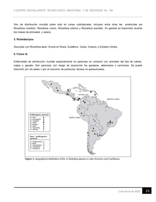 CENTRO BACHILLERATO TECNOLÓGICO INDUSTRIAL Y DE SERVICIOS No. 128
231 de enerode 2014
Son de distribución mundial sobre todo en zonas subtropicales. Incluyen entre otras las producidas por
Rickettsia rickettsii, Rickettsia conori, Rickettsia sibirica y Rickettsia australis. En general se transmiten durante
los meses de primavera y verano.
5. Rickettsialpox
Asociada con Rickettsia akari. Existe en Rusia, Sudáfrica, Corea, Croacia y Estados Unidos.
6. Fiebre Q
Enfermedad de distribución mundial especialmente en personas en contacto con animales del tipo de cabras,
ovejas y ganado. Son personas con riesgo de exposición los granjeros, veterinarios o carniceros. Se puede
transmitir por vía aérea o por el consumo de productos lácteos no pasteurizados.
 