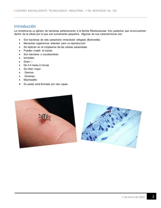  CENTRO BACHILLERATO TECNOLÓGICO INDUSTRIAL Y DE SERVICIOS No. 128
21 de enerode 2014
Introducción
La rickettsia es un género de bacterias perteneciente a la familia Riketssiaceae. Son parásitos que se encuentran
dentro de la célula por lo que son sumamente pequeños. Algunas de sus características son:
 Son bacterias de vida parasitaria intracelular obligada (Bartonella)
 Necesitan organismos vivientes para su reproducción
 Se replican en el citoplasma de las células parasitadas
 Pueden invadir el núcleo
 Son bacilares o cocobacilares
 Inmóviles
 Gram –
 De 0.4 hasta 2 micras
 Se tiñen mejor:
 Giemsa
 Giménez
 Machiavello
 Su pared está formada por tres capas.
 