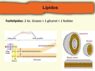 Lípidos 
Fosfolípidos: 2 Ac. Grasos + 1 glicerol + 1 fosfato 
 