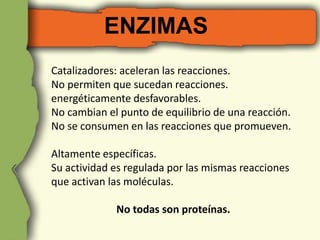ENZIMAS 
Catalizadores: aceleran las reacciones. 
No permiten que sucedan reacciones. 
energéticamente desfavorables. 
No cambian el punto de equilibrio de una reacción. 
No se consumen en las reacciones que promueven. 
Altamente específicas. 
Su actividad es regulada por las mismas reacciones 
que activan las moléculas. 
No todas son proteínas. 
 