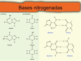 Bases nitrogenadas 
 