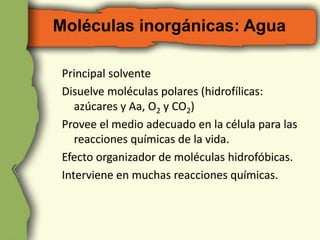 Moléculas inorgánicas: Agua 
Principal solvente 
Disuelve moléculas polares (hidrofílicas: 
azúcares y Aa, O2 y CO2) 
Provee el medio adecuado en la célula para las 
reacciones químicas de la vida. 
Efecto organizador de moléculas hidrofóbicas. 
Interviene en muchas reacciones químicas. 
 