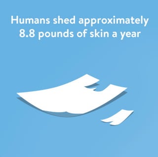 Health Fact:  Humans shed almost 10 pounds of skin a year