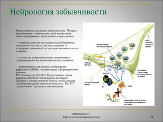 Нейрология забывчивости 
 Молекулярный механизм забывчивости. Процесс 
запоминания в гиппокампе, куда поступает 
новая информация, происходит в три стадии: 
 — нервный импульс вызывает высвобождение 
сигнальных молекул („молекул памяти“) 
из нервных окончаний аксона пресинаптического 
нейрона; 
с рецепторами постсинаптического нейрона; 
фермент СаМКII, участвующий в формировании 
памяти. 
PP1 блокирует CaMKII. В результате этот 
фермент теряет способность посылать 
сигналы о начале синтеза белков, необходимых 
для формирования нервного импульса. Так PP1 
„выключает“ механизм запоминания. 
MetaPractice (с) 
 — молекулы нейромедиатора связываются 
 — рецепторное связывание активирует 
http://www.mymetapractice.com/ 51 
 