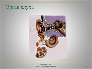 MetaPractice (с) 
http://www.mymetapractice.com/ 62 
Орган слуха 
 