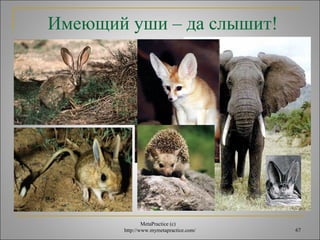 Имеющий уши – да слышит! 
MetaPractice (с) 
http://www.mymetapractice.com/ 67 
 