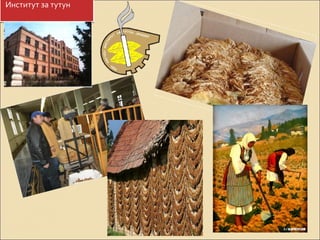 ИИннссттииттуутт ззаа ттууттуунн 
 