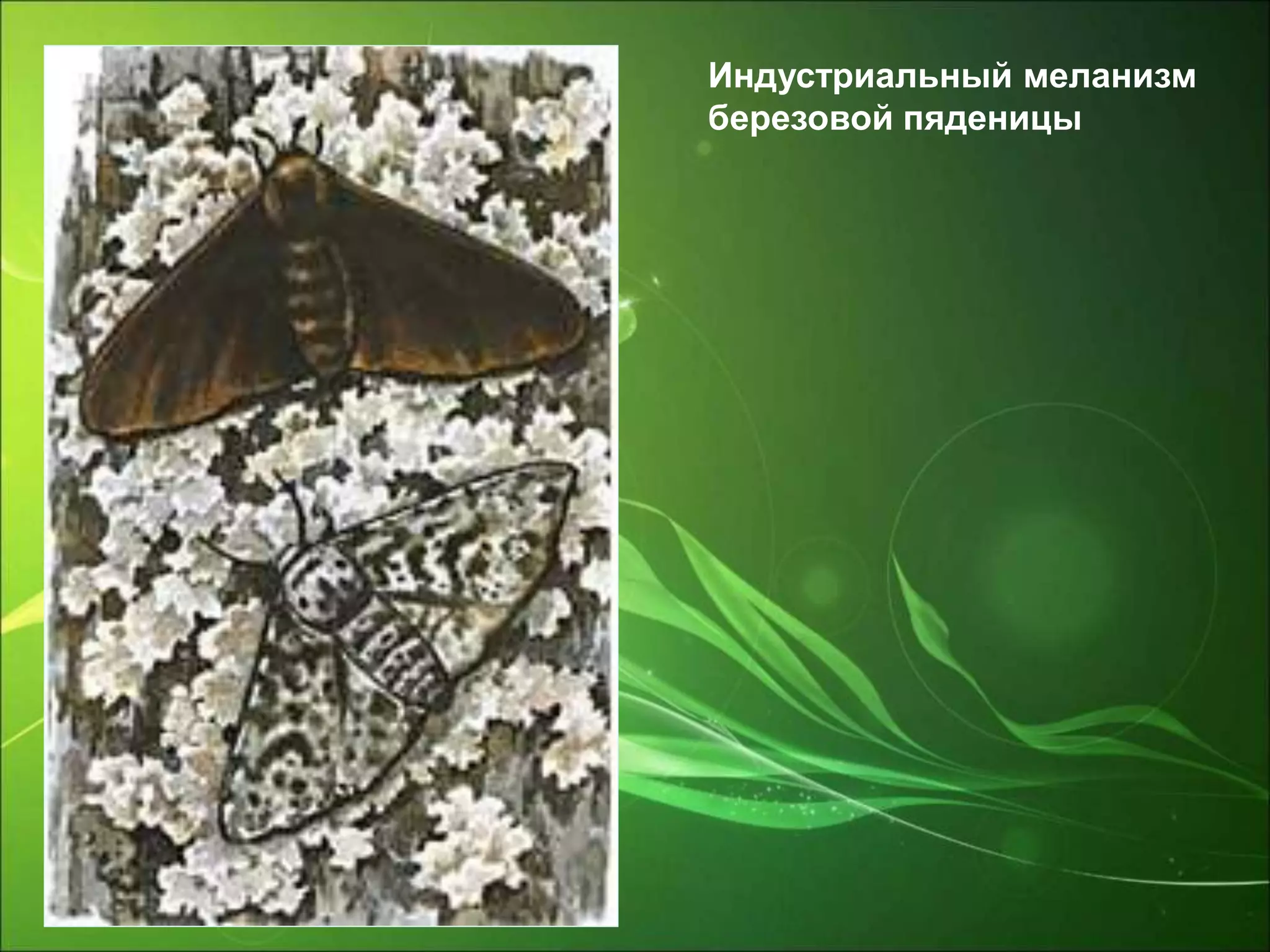Индустриальный меланизм
березовой пяденицы
 