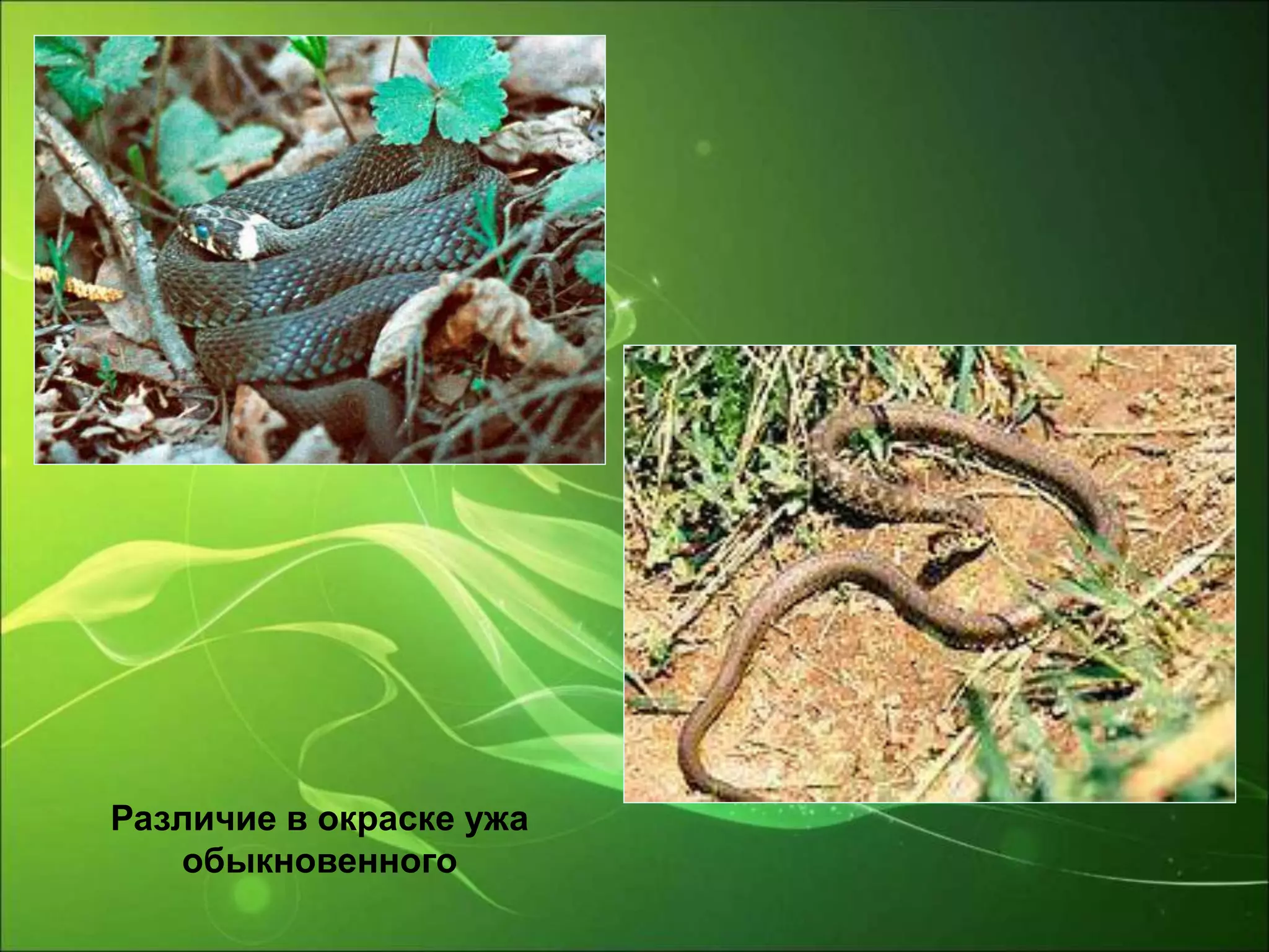 Различие в окраске ужа
обыкновенного
 