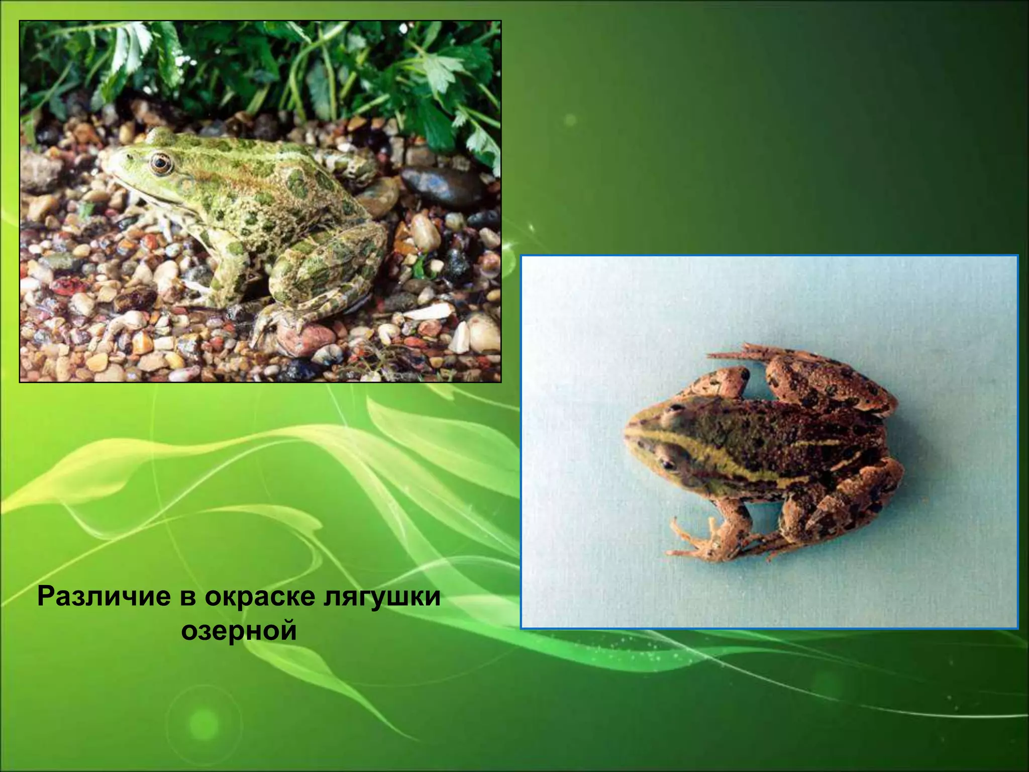 Различие в окраске лягушки
озерной
 
