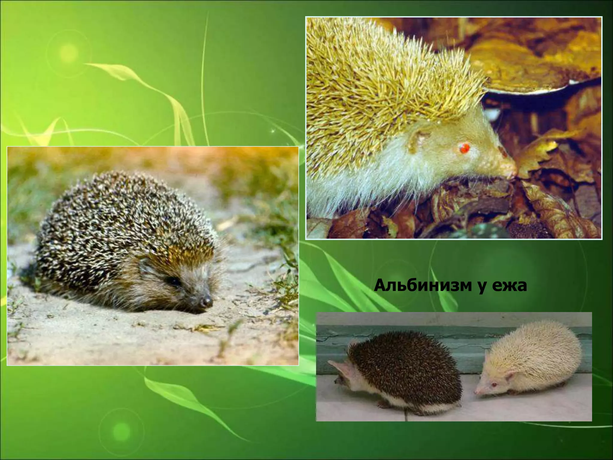 Альбинизм у ежа
 