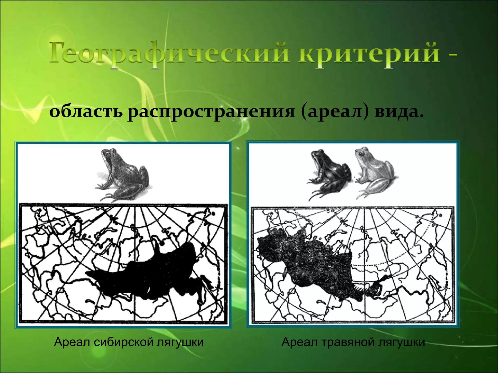 область распространения (ареал) вида.
Ареал сибирской лягушки Ареал травяной лягушки
 