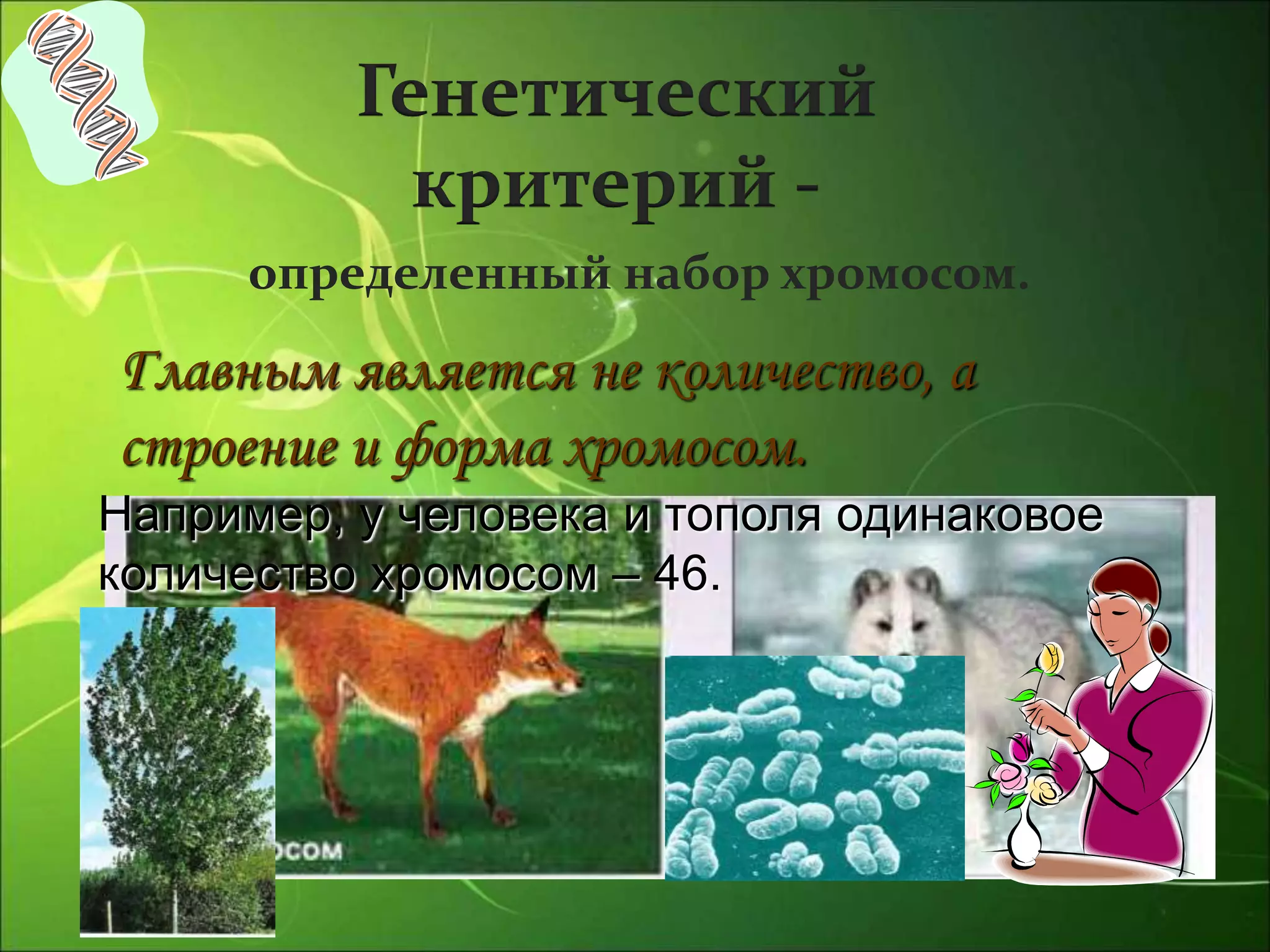 Генетический
критерий -
определенный набор хромосом.
Главным является не количество, а
строение и форма хромосом.
Например, у человека и тополя одинаковое
количество хромосом – 46.
 