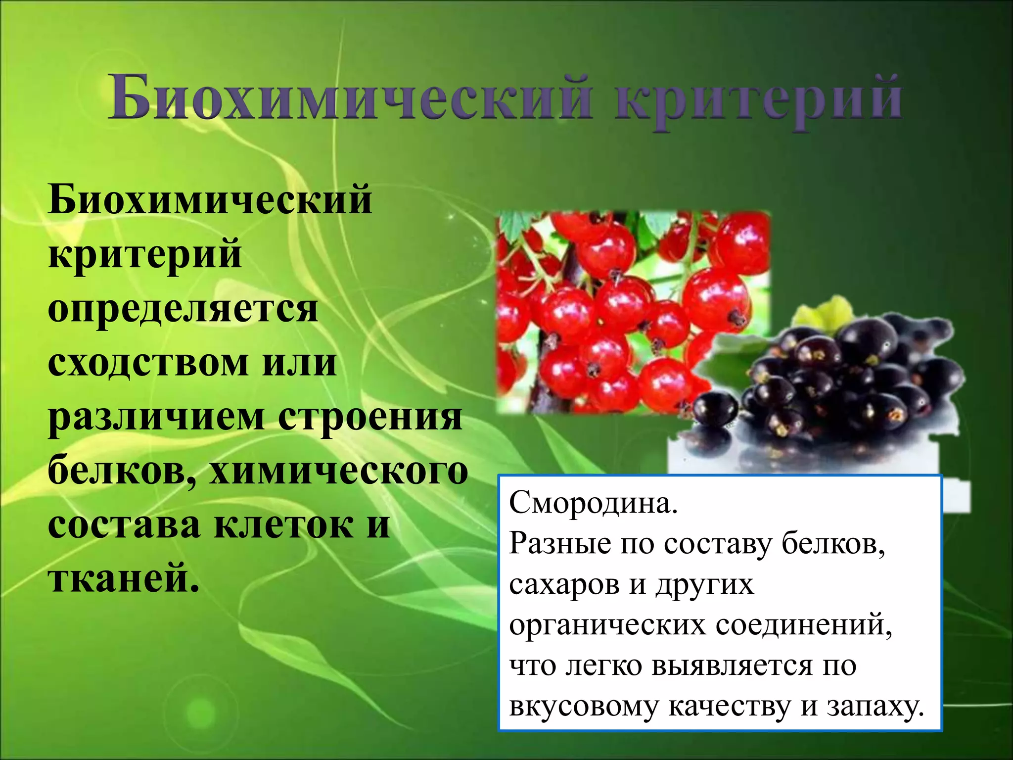 Биохимический критерий
Биохимический
критерий
определяется
сходством или
различием строения
белков, химического
состава клеток и
тканей.
Смородина.
Разные по составу белков,
сахаров и других
органических соединений,
что легко выявляется по
вкусовому качеству и запаху.
 