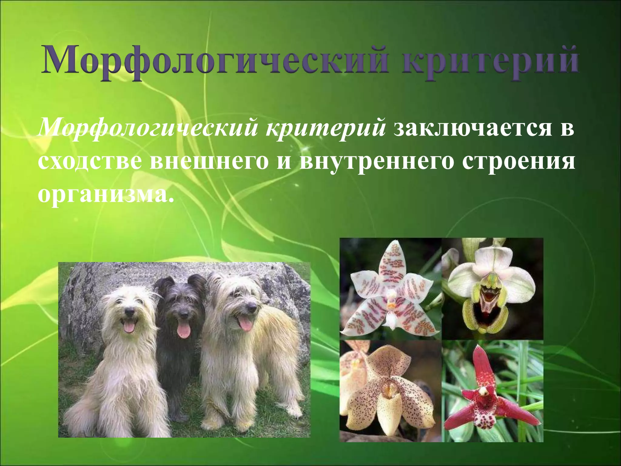 Морфологический критерий
Морфологический критерий заключается в
сходстве внешнего и внутреннего строения
организма.
 