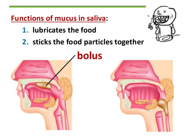 biology form 4 chapter 6 nutrition part 2 how does mucus form