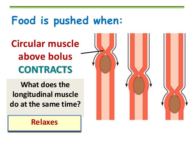 BIOLOGY FORM 4 CHAPTER 6 - NUTRITION PART 2