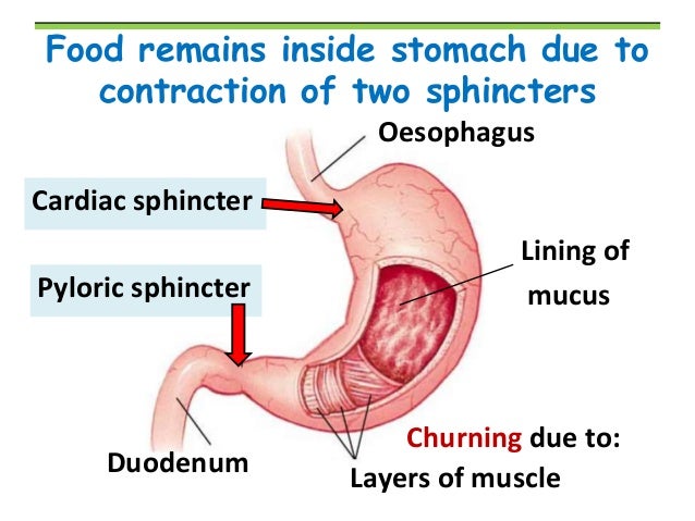 Food Stays In The Stomach For Hours Food Stays In The Stomach For Hours