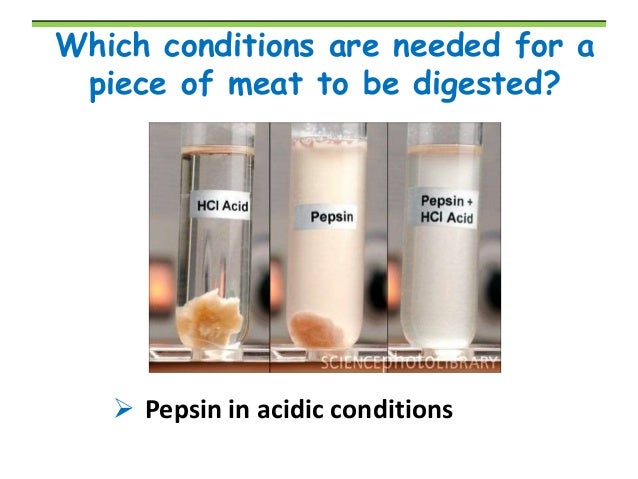 BIOLOGY FORM 4 CHAPTER 6 NUTRITION PART 2