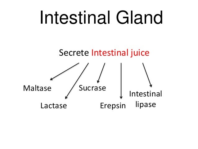 BIOLOGY FORM 4 CHAPTER 6 - NUTRITION PART 2