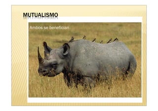 MUTUALISMO 
Ambos se benefician 
 