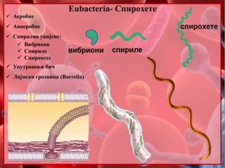 2. Bakterije i cijanobakterije
