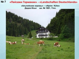 №7 «Пейзажи Германии» - «Landschaften Deutschlands» 
«Альпийские коровы» – «Alpine Kühe» 
Дедов Илья шк. № 1881, 11кл. 
 