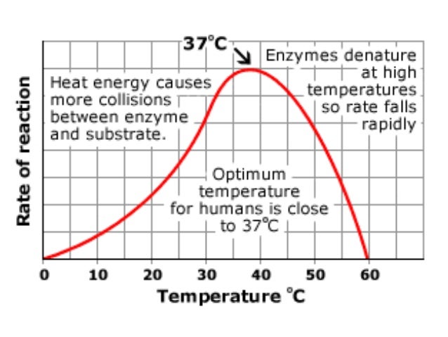 BIOLOGY FORM 4 CHAPTER 4 - CHEMICAL COMPOSITION OF THE ... diagram of an enzyme substrate reaction 
