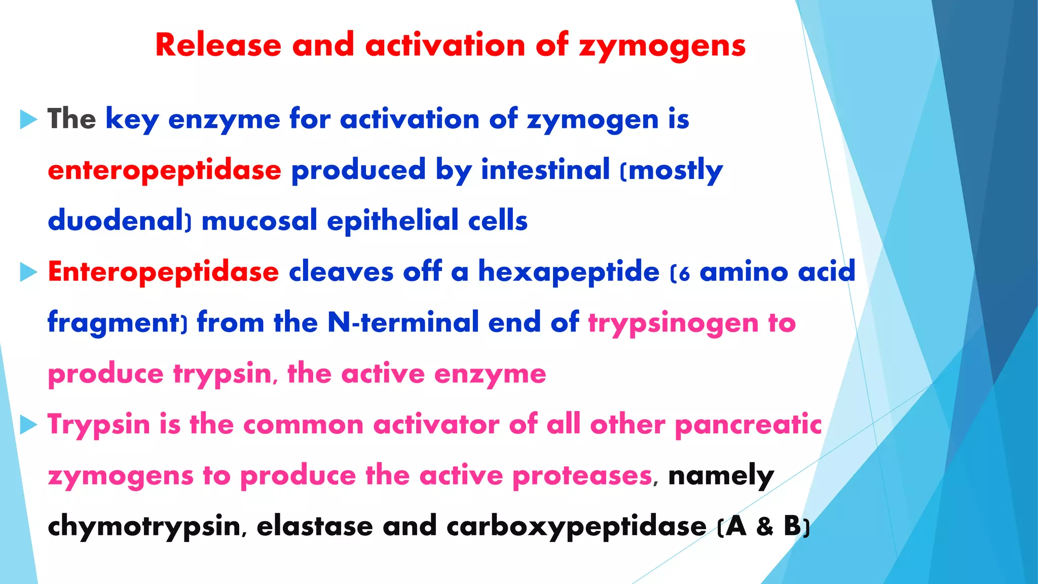 Release and activation of zymogens 
 The key enzyme for activation of zymogen is 
enteropeptidase produced by intestinal (mostly 
duodenal) mucosal epithelial cells 
 Enteropeptidase cleaves off a hexapeptide (6 amino acid 
fragment) from the N-terminal end of trypsinogen to 
produce trypsin, the active enzyme 
 Trypsin is the common activator of all other pancreatic 
zymogens to produce the active proteases, namely 
chymotrypsin, elastase and carboxypeptidase (A & B) 
 