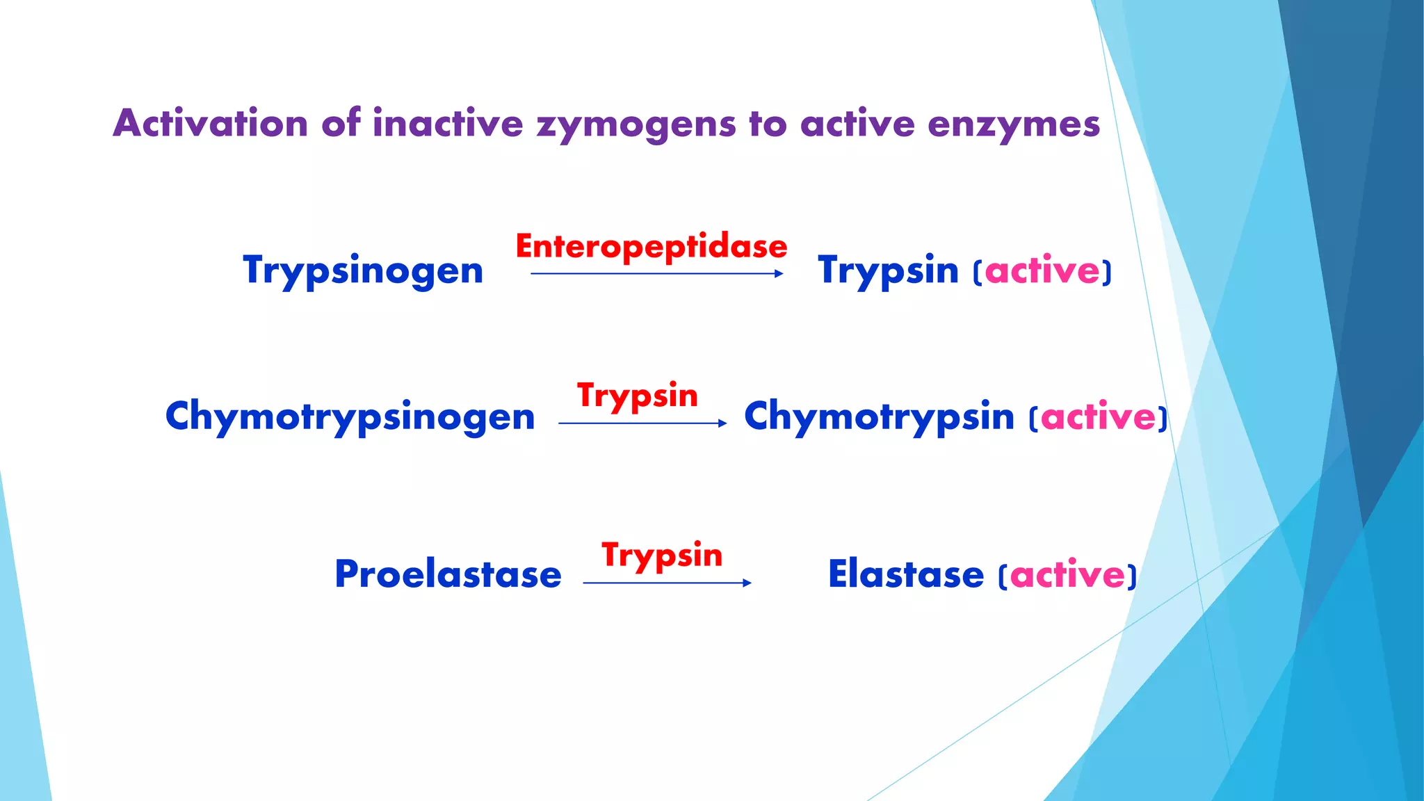 Activation of inactive zymogens to active enzymes 
Enteropeptidase 
Trypsinogen Trypsin (active) 
Trypsin 
Chymotrypsinogen Chymotrypsin (active) 
Proelastase Elastase (active) Trypsin 
 