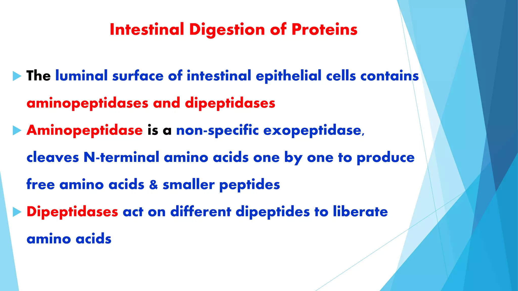 Intestinal Digestion of Proteins 
 The luminal surface of intestinal epithelial cells contains 
aminopeptidases and dipeptidases 
 Aminopeptidase is a non-specific exopeptidase, 
cleaves N-terminal amino acids one by one to produce 
free amino acids & smaller peptides 
 Dipeptidases act on different dipeptides to liberate 
amino acids 
 