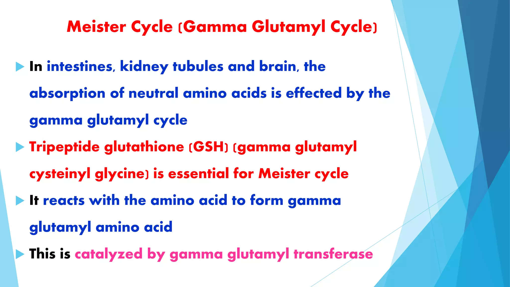 Meister Cycle (Gamma Glutamyl Cycle) 
 In intestines, kidney tubules and brain, the 
absorption of neutral amino acids is effected by the 
gamma glutamyl cycle 
 Tripeptide glutathione (GSH) (gamma glutamyl 
cysteinyl glycine) is essential for Meister cycle 
 It reacts with the amino acid to form gamma 
glutamyl amino acid 
 This is catalyzed by gamma glutamyl transferase 
 